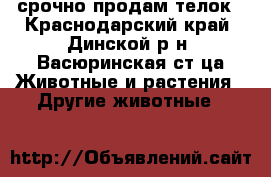 срочно продам телок - Краснодарский край, Динской р-н, Васюринская ст-ца Животные и растения » Другие животные   